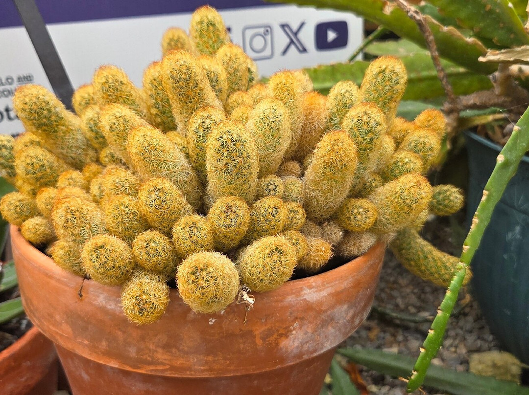 Buffalo and Erie County Botanical Gardens-水牛城必去景点