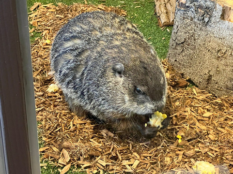Turtle Back Zoo-西奥兰治必去景点
