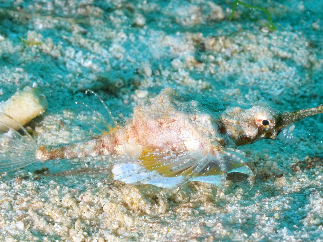 Maite Marine Sanctuary-圣胡安必去景点