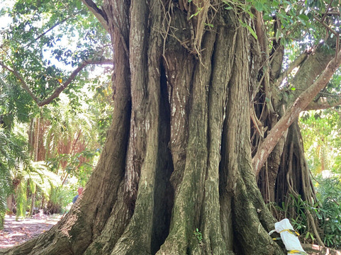Sir Seewoosagur Ramgoolam Botanical Garden-庞波慕斯必去景点