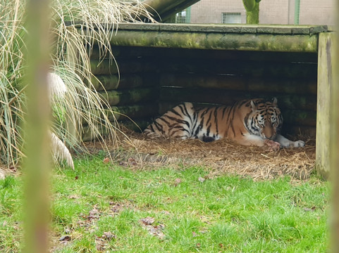 The Big Cat Sanctuary-Smarden必去景点