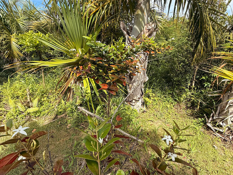 Mauritian Wildlife Foundation (MWF)-Vacoas必去景点