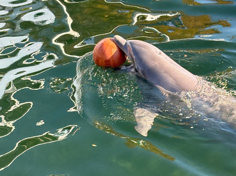 Dolphin Life-拉哥岛必去景点