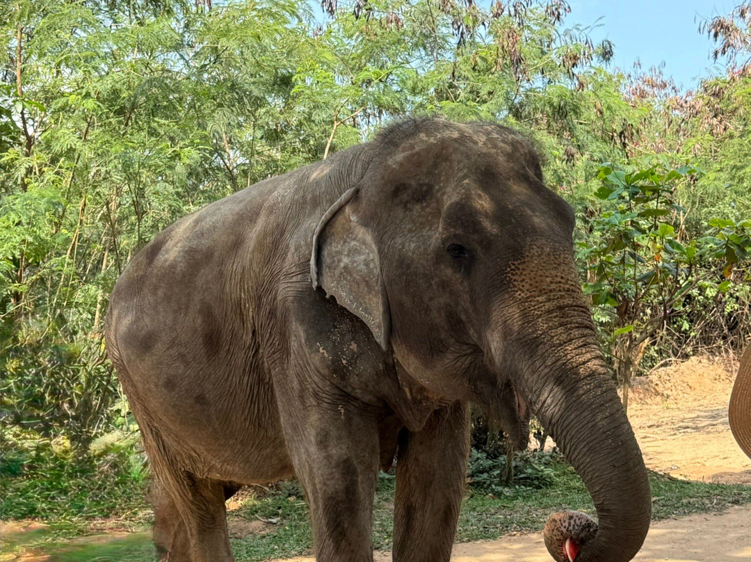 Samui Elephant Sanctuary-波普特必去景点
