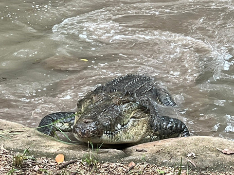 Billabong Sanctuary-汤斯维尔必去景点