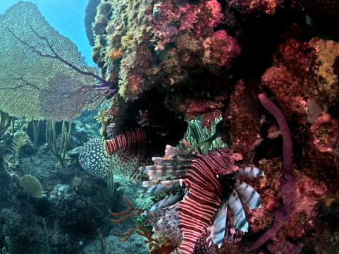 Varadero Diving Tour-Playa Larga必去景点