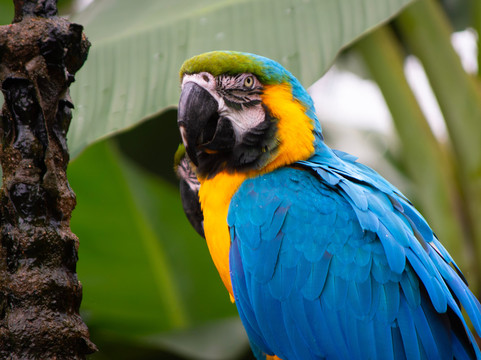 Zoo Das Aves-Pocos de Caldas必去景点