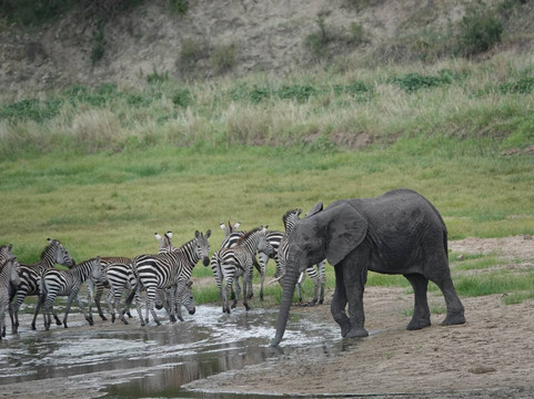 Ranger Safaris-阿鲁沙必去景点