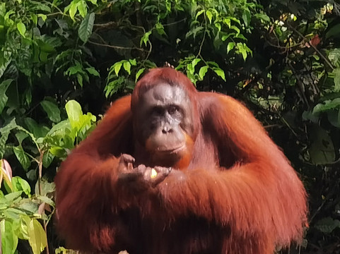 Dolphindo Tour Orangutan Tanjung Puting-Kumai必去景点