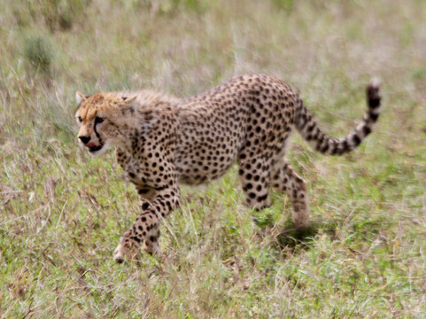 FB Tanzania Expeditions-阿鲁沙必去景点