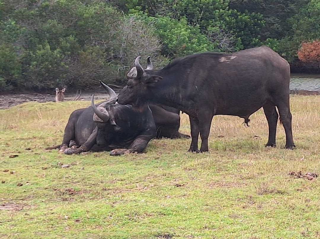 Kragga Kamma