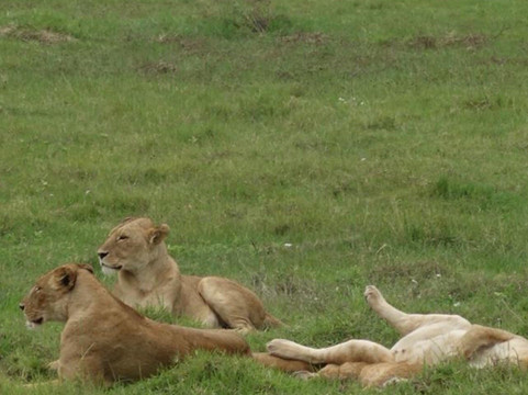 Travel wise Safari-阿鲁沙必去景点