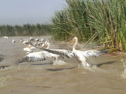 朱吉鸟类保护区-圣路易必去景点