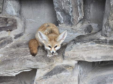 Exmoor Zoo-巴恩斯特珀尔必去景点