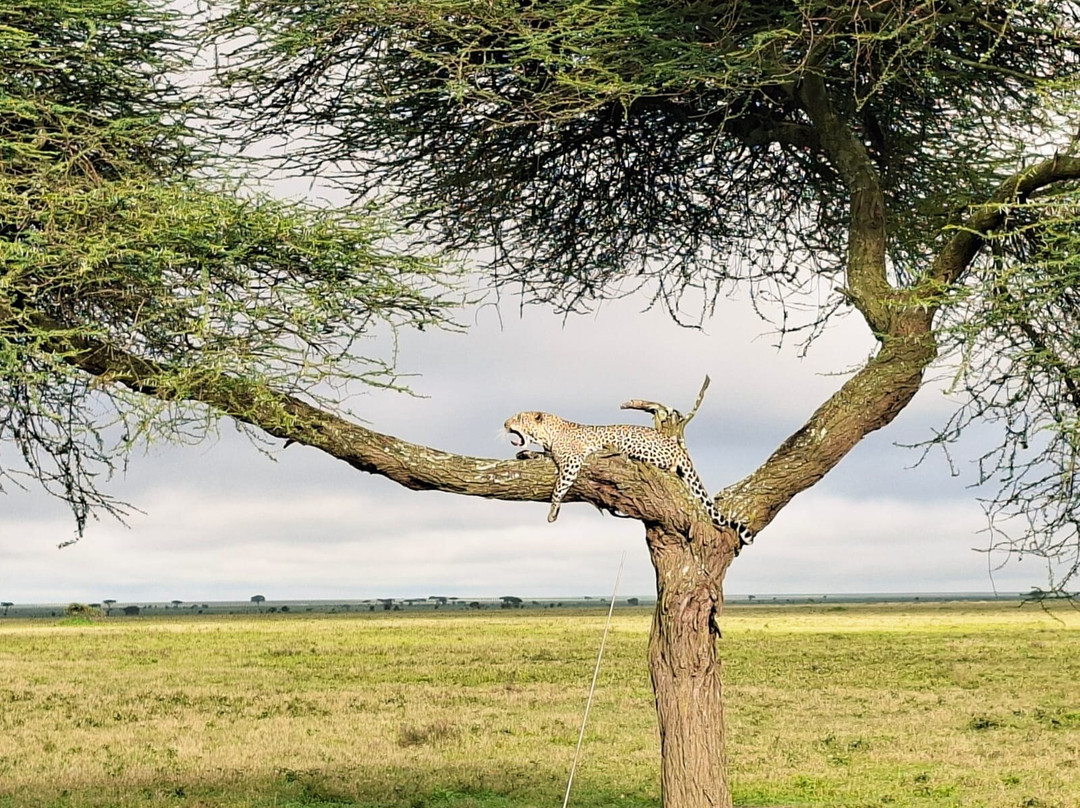 Predators Safari Club-阿鲁沙必去景点