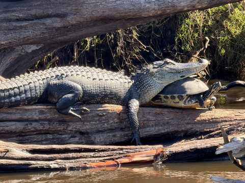Backwoods Airboat Adventures-Christmas必去景点