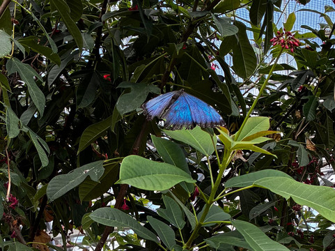 Butterfly Wonderland-斯科茨代尔必去景点