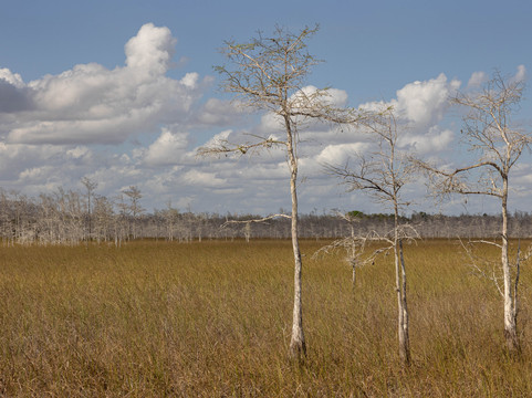 Clyde Butcher's Big Cypress Gallery-奥乔皮必去景点