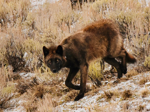 Yellowstone Wild-加德纳必去景点