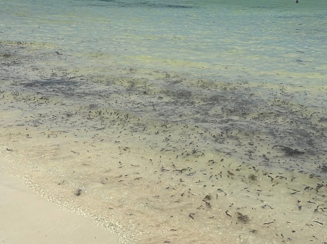 Jacarondo Safari Kenya-瓦塔木必去景点