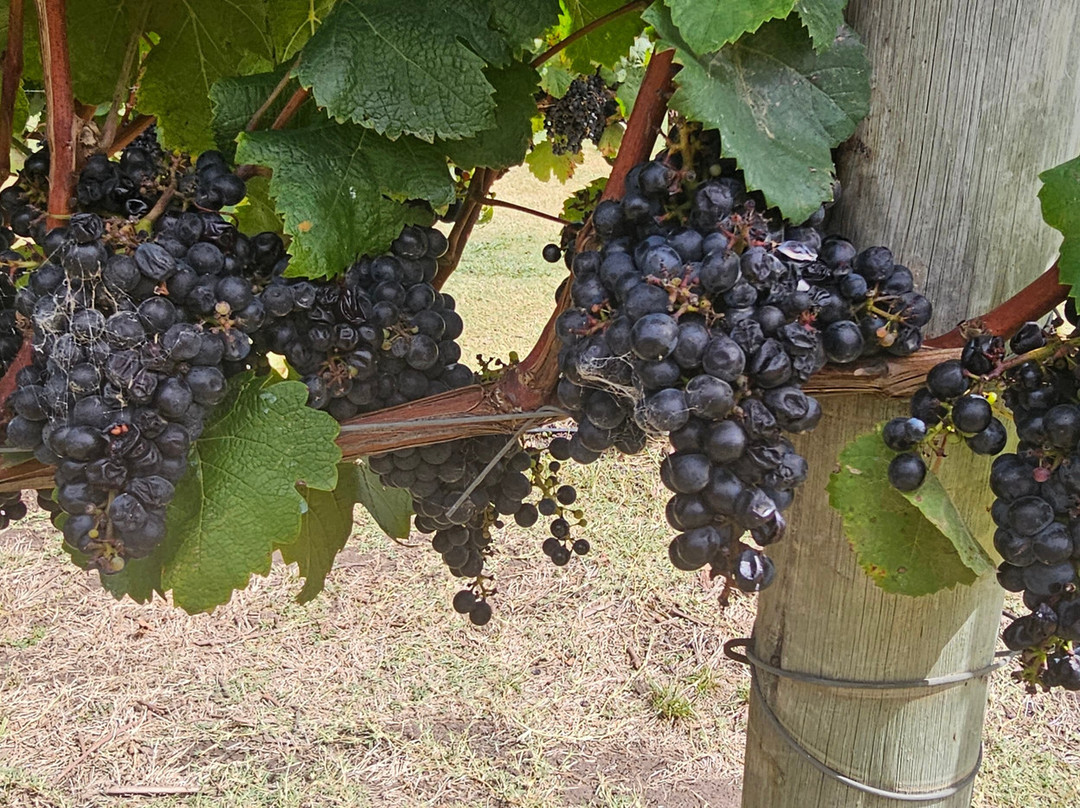 Pizzorno Family Estates-Canelones必去景点