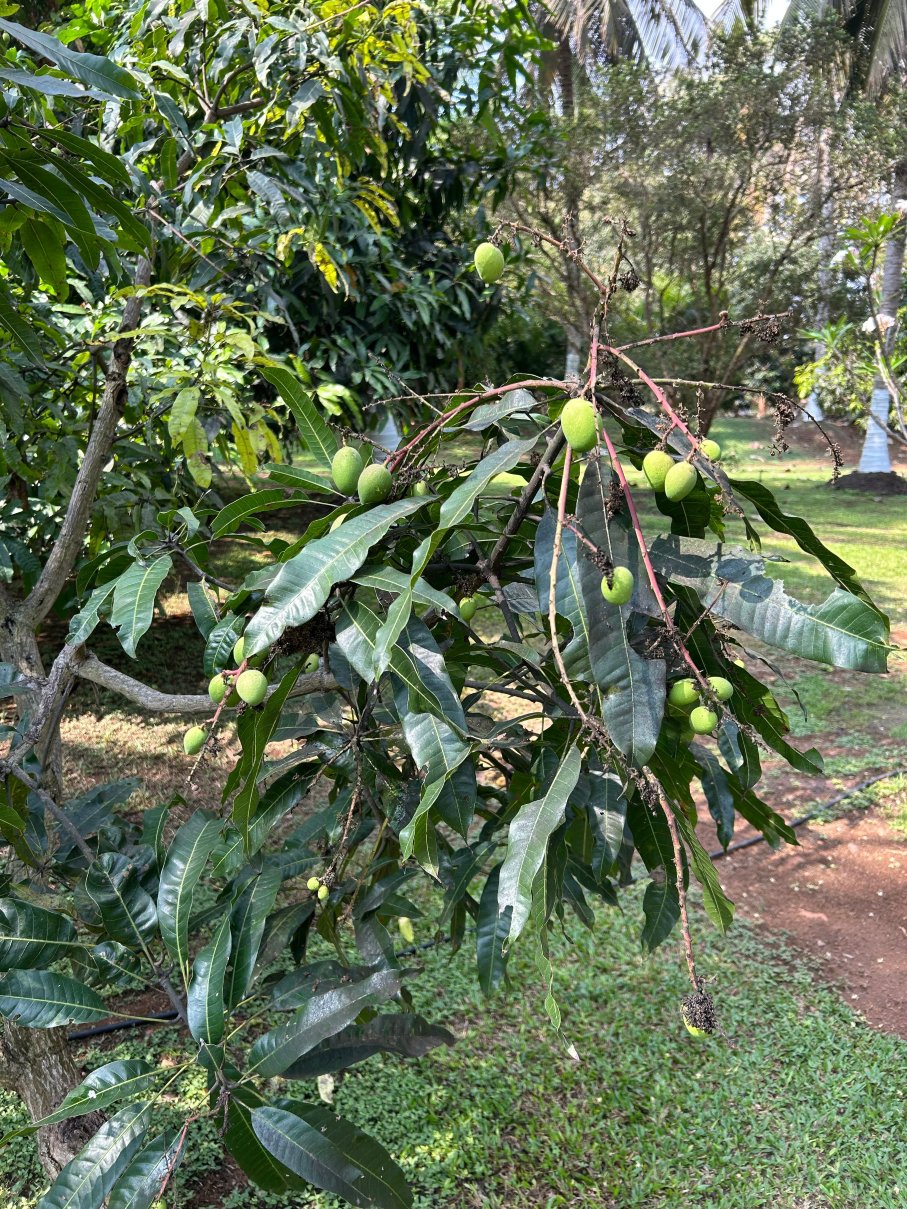 马吉非拉旅馆-官方