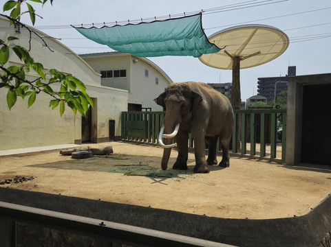 神户市立王子动物园-神户市必去景点