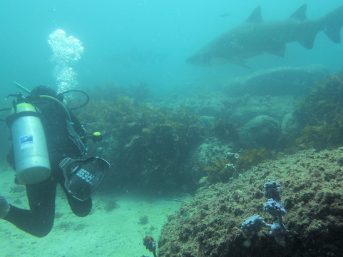Dive Jervis Bay-赫斯基森必去景点
