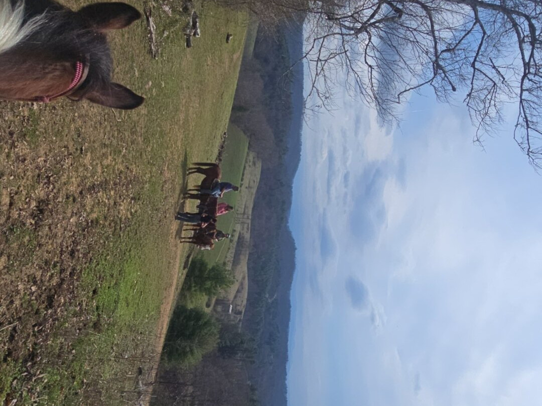 Smoky Mountain Trail Rides and Bison Farm-Marshall必去景点