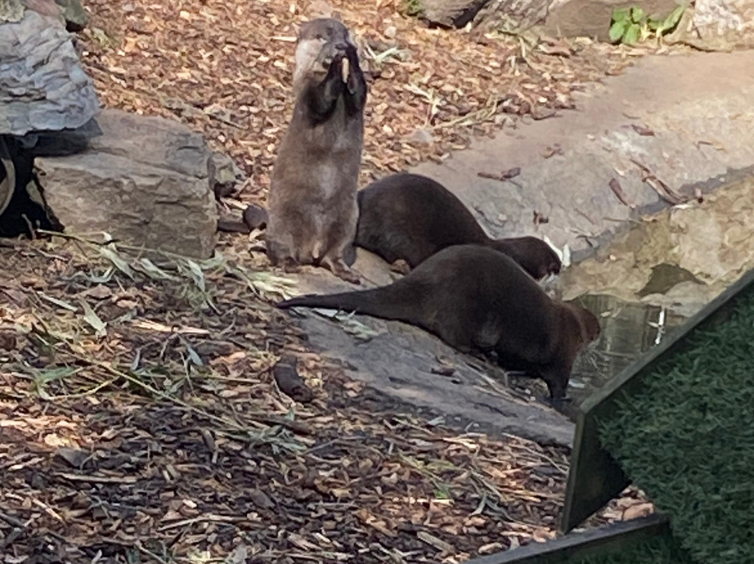 Buckfast Butterfly Farm And Dartmoor Otter Sanctuary-Buckfastleigh必去景点