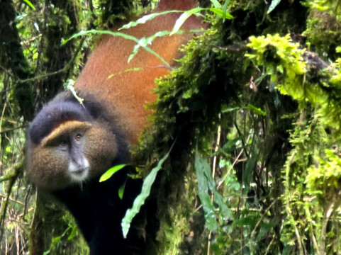 Irembo Africa Safaris Ltd-坎帕拉必去景点