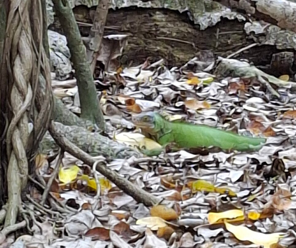 Les Ballades du Delphis-Le Francois必去景点