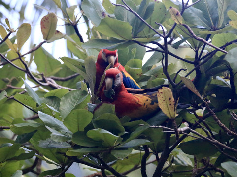 Costa Rica Focus-圣何塞必去景点