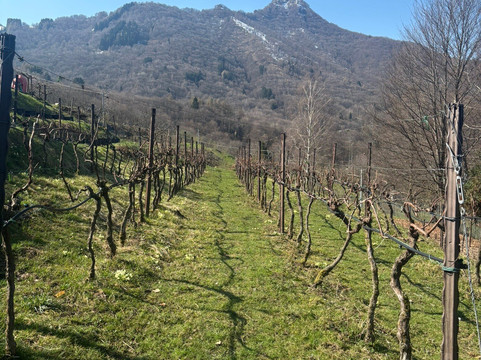 阿尔玛尼奇农庄酒店主图