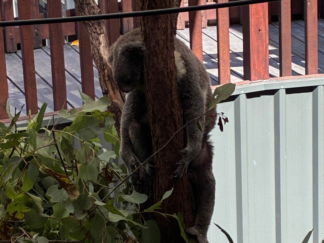 汉密尔顿岛野生动物世界-汉密尔顿岛必去景点