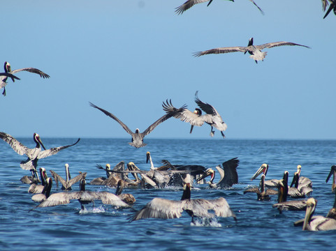 Murillos Bros Adventours-Puerto San Carlos必去景点