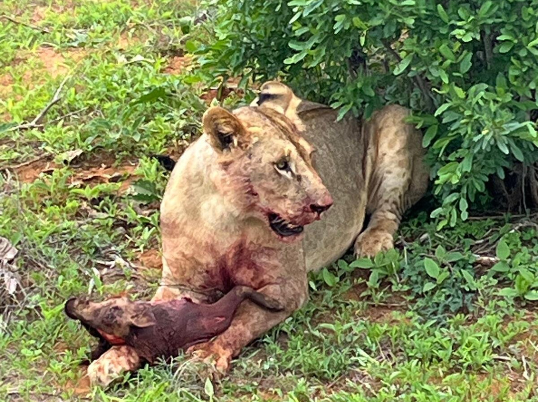 Giornale Kenya Safari - Day Tours-瓦塔木必去景点