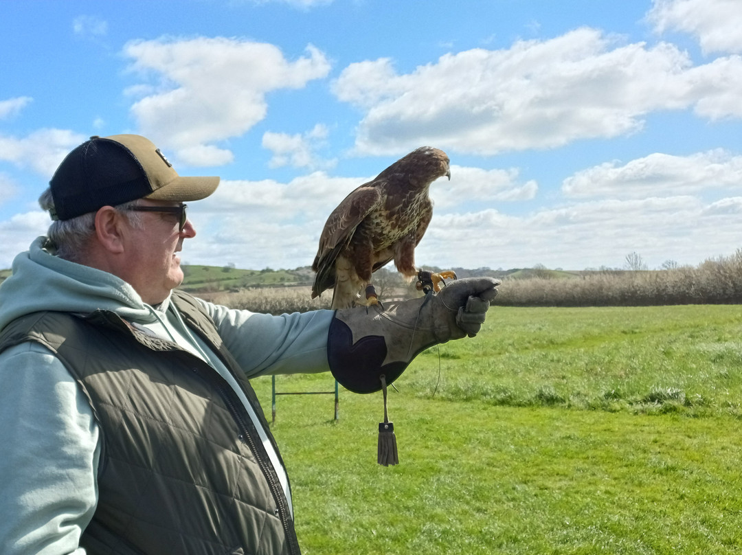 Bird on the Hand Falconry Experiences-Church Langton必去景点