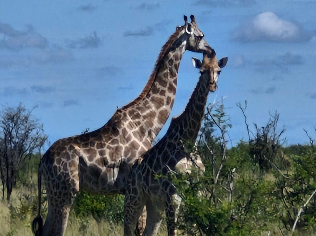 Rhino Africa Safaris-开普敦中心区必去景点
