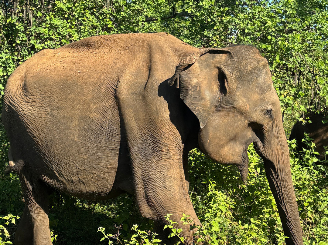 Kavisha Safari Service Udawalawa-乌达瓦拉瓦必去景点