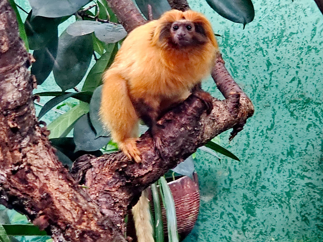Korkeasaari Zoo-赫尔辛基必去景点