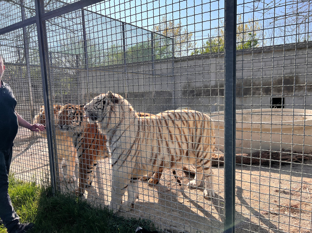 Tiger Experience-Campolongo Maggiore必去景点