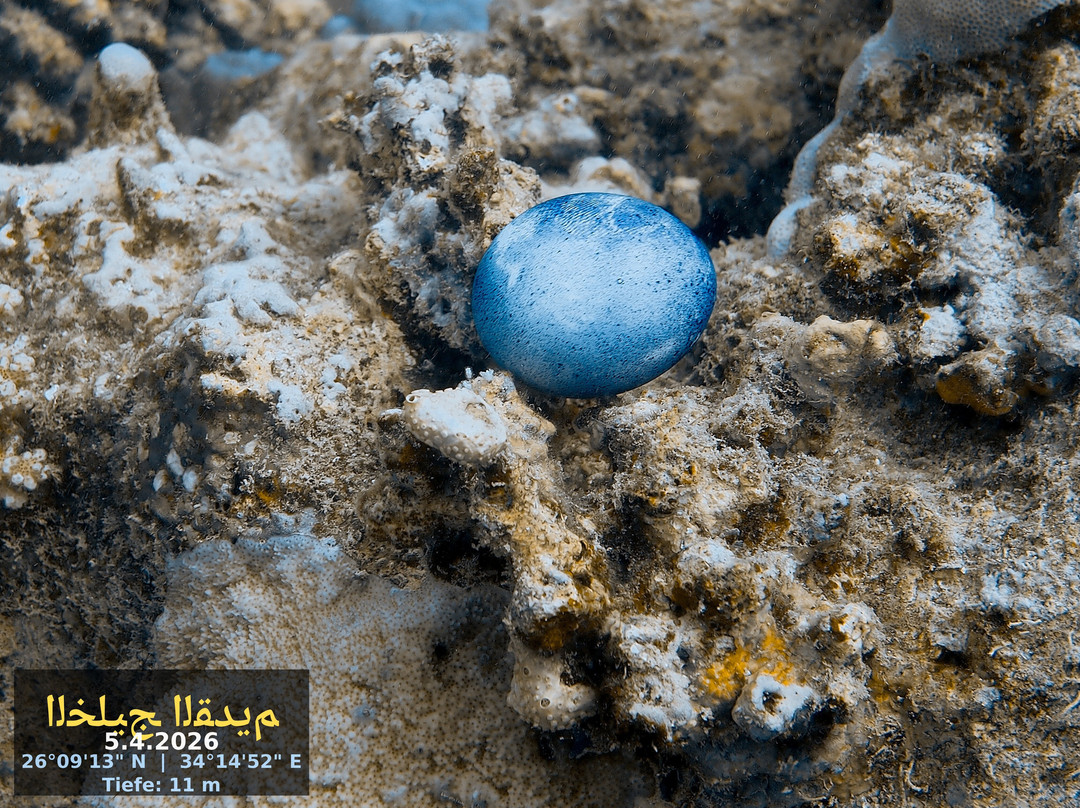 Extra Divers Worldwide El Quseir-艾尔可西利亚必去景点