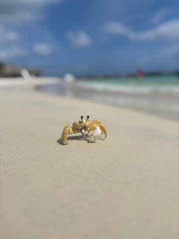 阿维拉海滩酒店-官方
