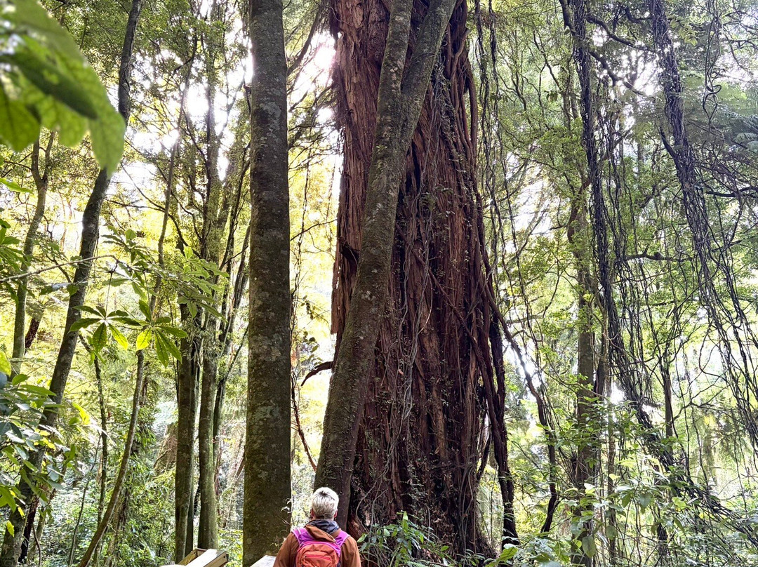 Sanctuary Mountain Maungatautari-Pukeatua必去景点