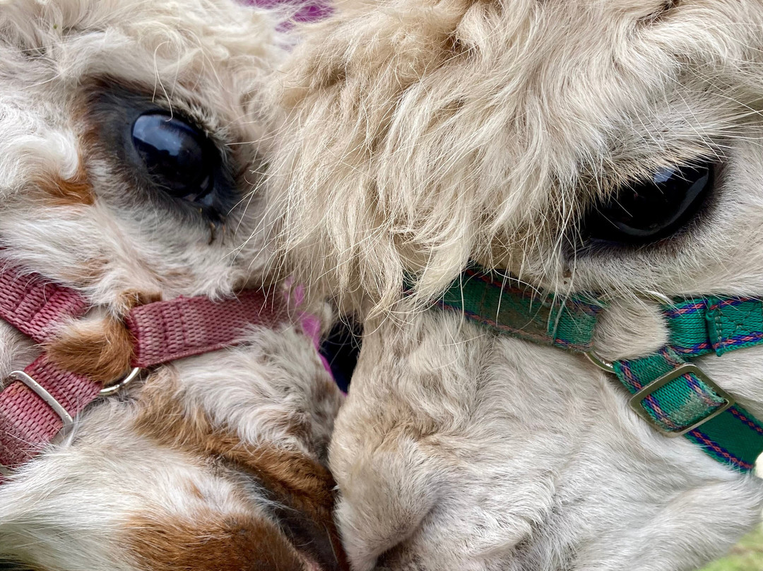 Alpaca Trekking Cornwall-康沃尔必去景点