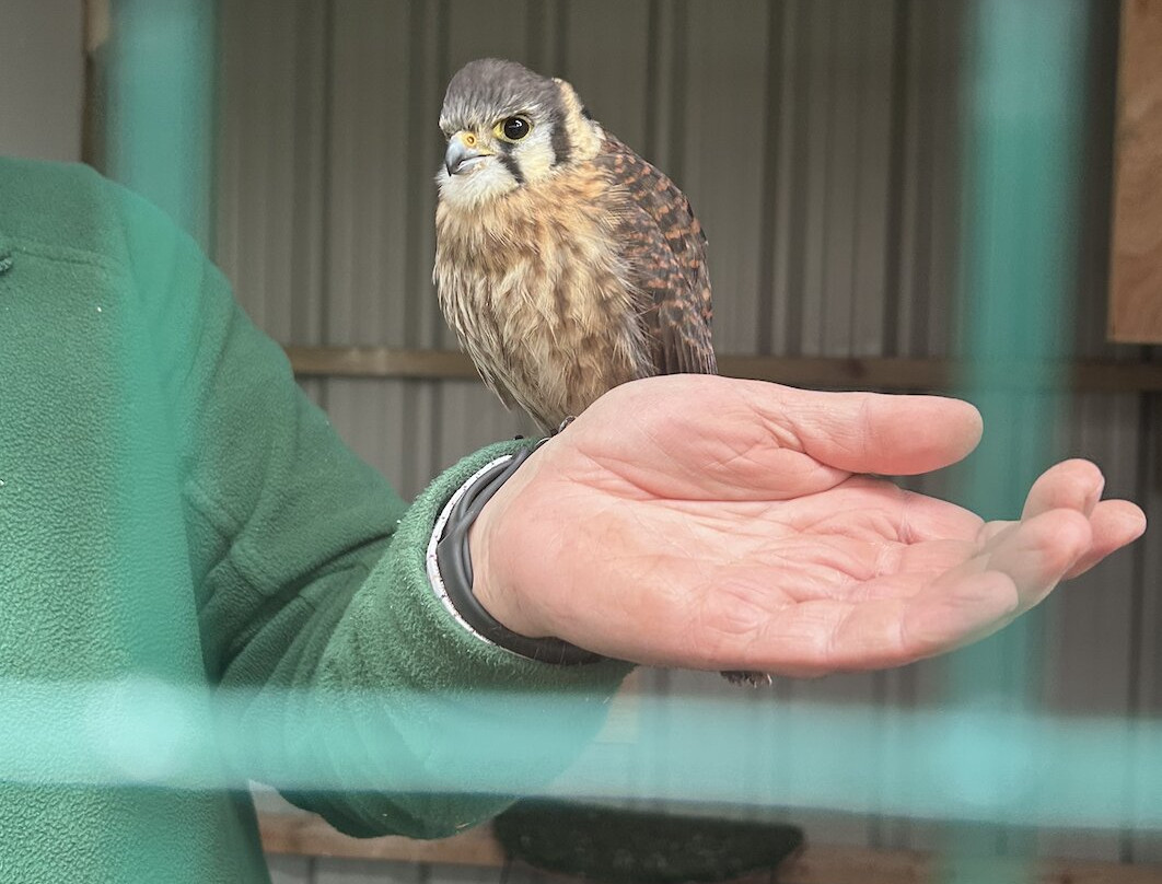 SMJ Falconry-Oxenhope必去景点