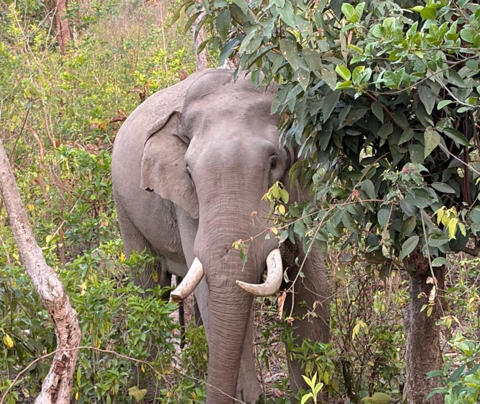 Aalia丛林班达再次主图