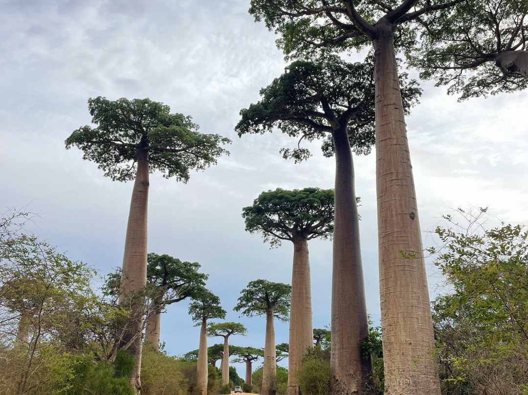 Madagascar Magic Tours-安齐拉贝必去景点