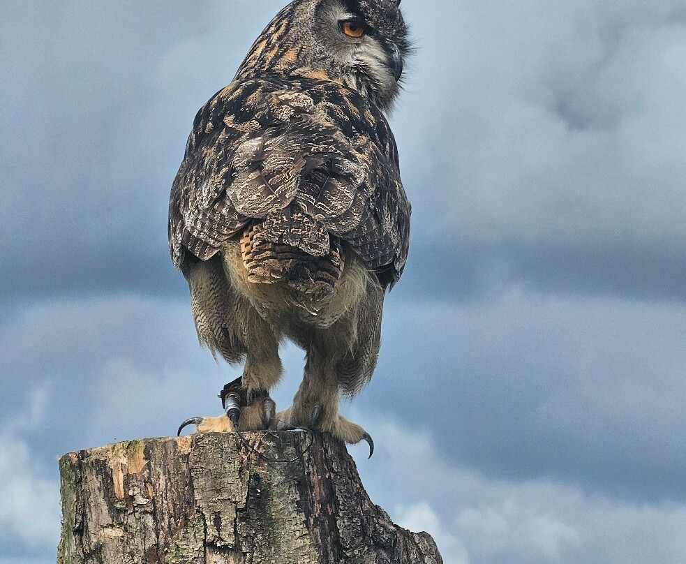 The British Bird of Prey Centre-喀麦登必去景点